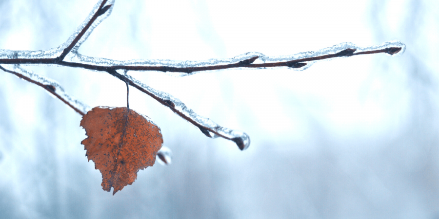 lonely frozen leaf