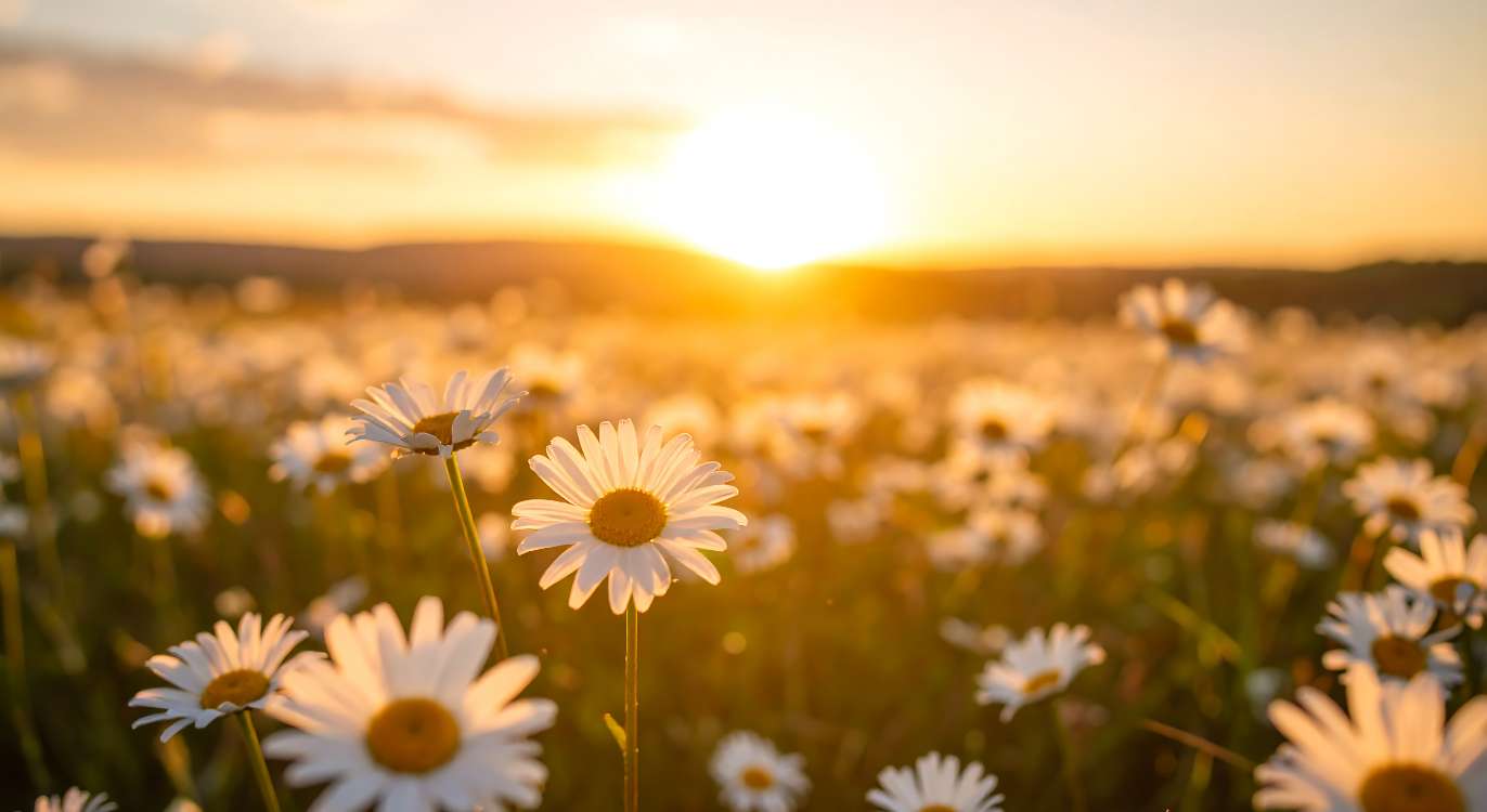 alsana flower field