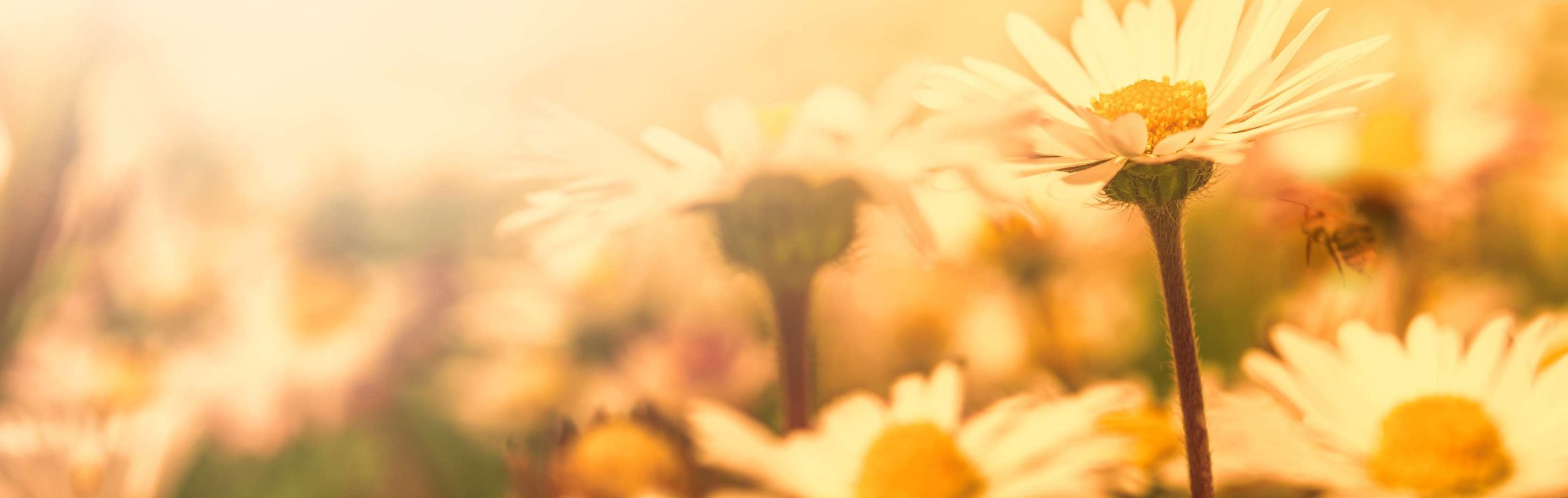 flower field