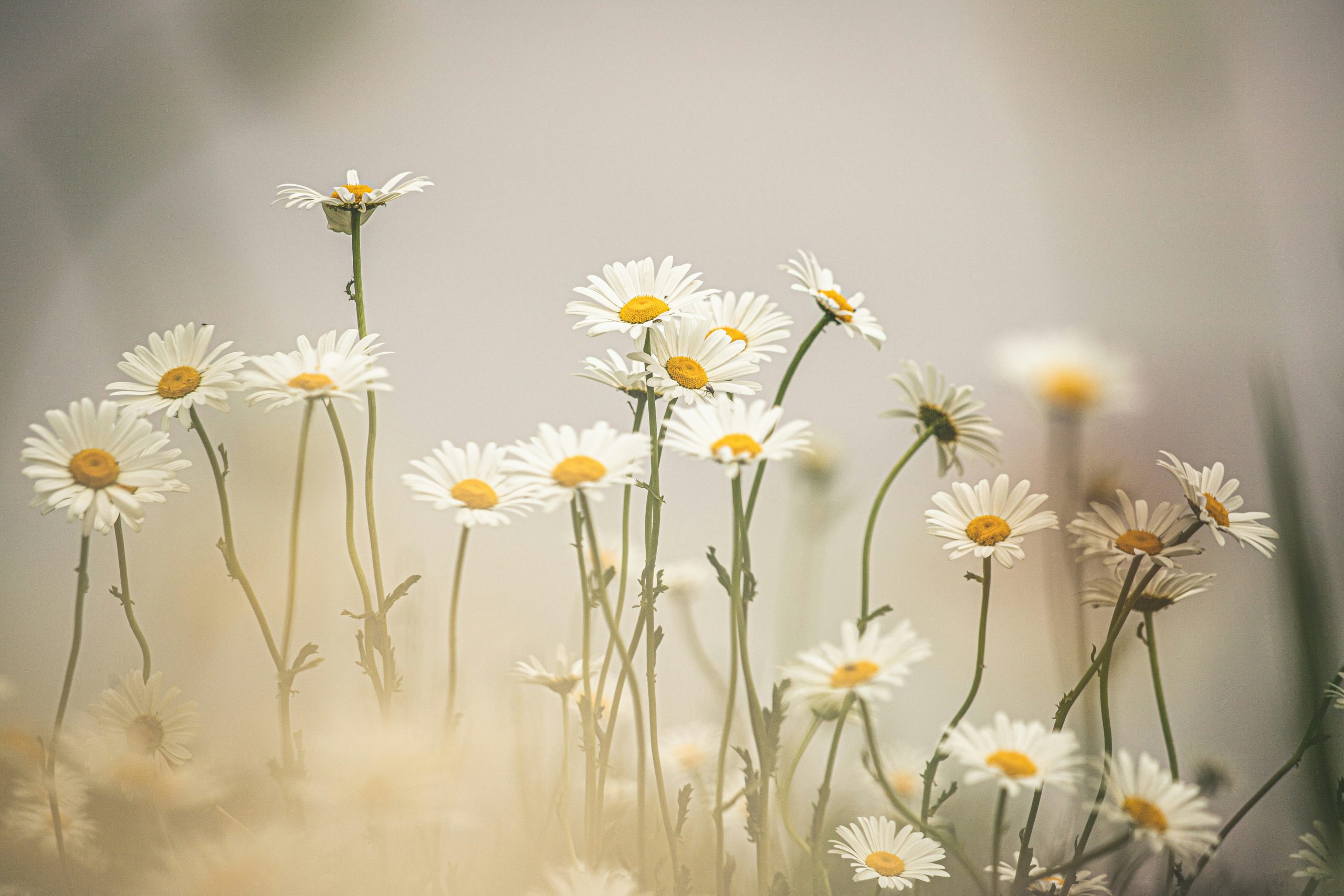 field of daisies