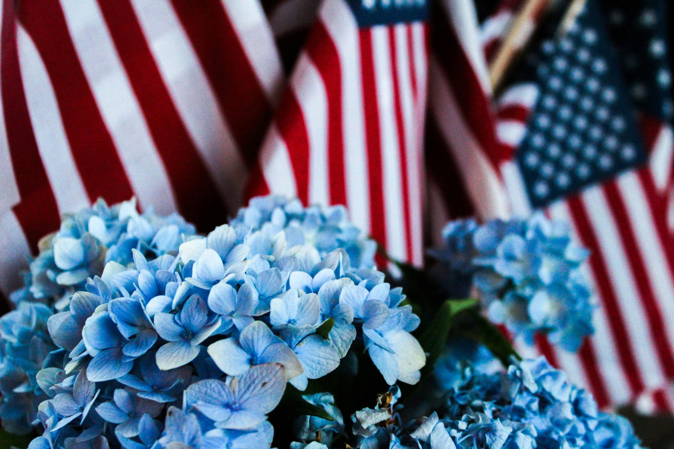 blue hydrangeas and small american flags